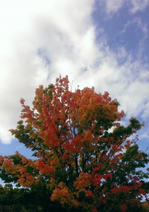 Fall Tree_a