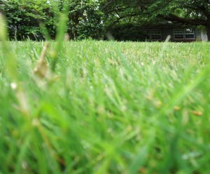 grass4