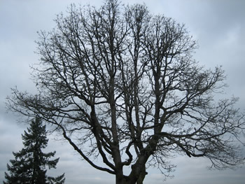 Trees in Lake Oswego